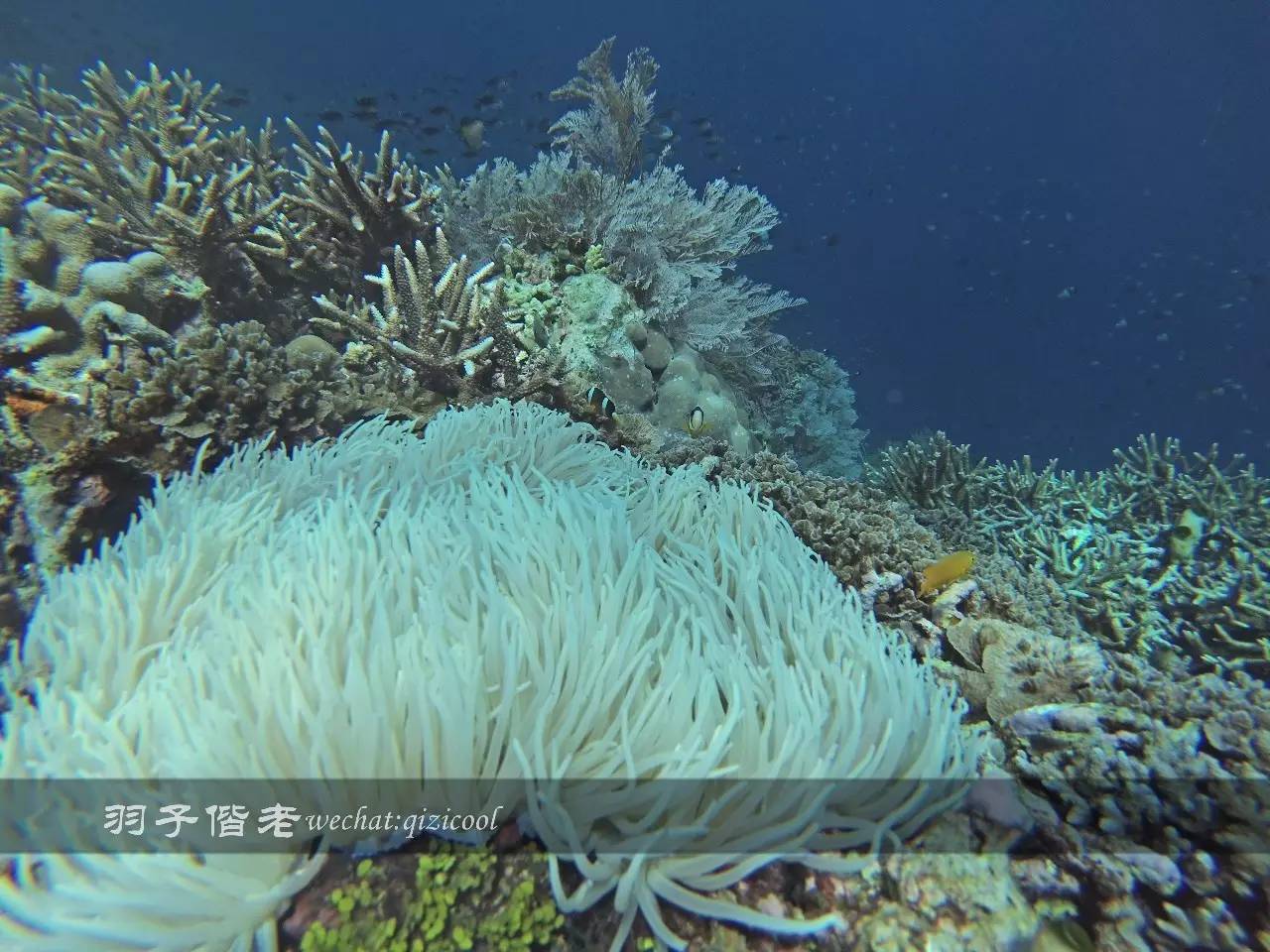 美娜多海岛一日游,印尼美娜多跟团游