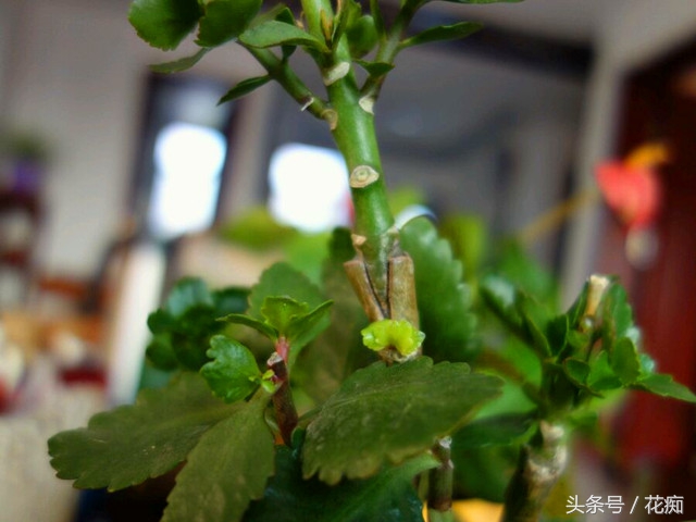 可以用长寿花做砧木嫁接长寿花吗,怎样让一棵长寿花嫁接多种颜色