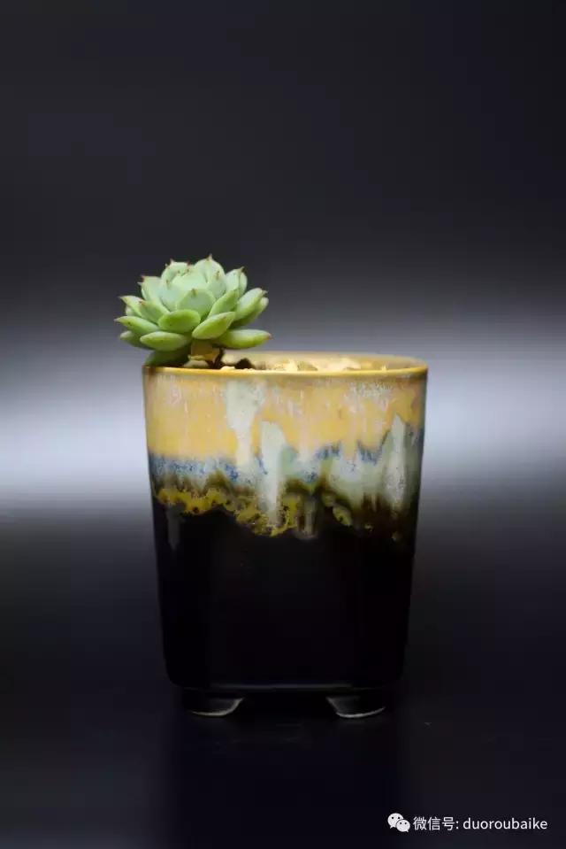 广西南宁适合养的多肉,广西南宁多肉博主