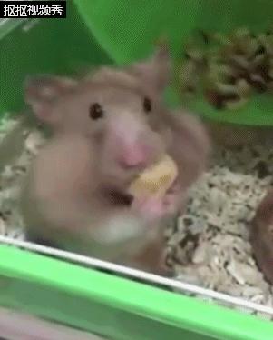 仓鼠吃得特别胖两颊塞满食物,小仓鼠有没有吃多被撑死的