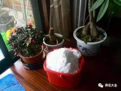 养花小技巧牡丹吊兰图解,绿萝吊兰怎么养成瀑布