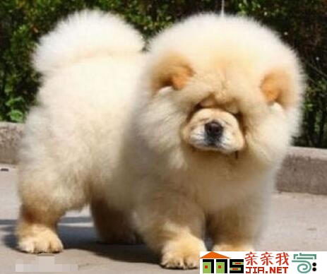 纯黑狗狗品种大全,狗狗品种大全智商排名