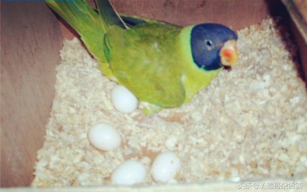 鹦鹉的养法注意事项,鹦鹉怎么养注意事项图解