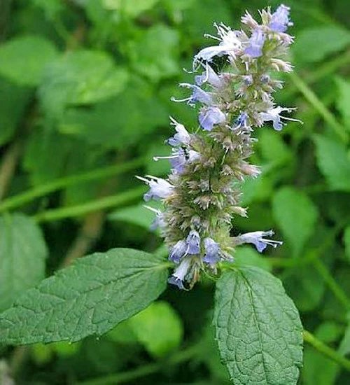 农村路边常见的中草药你认识几种,农村常见中草药盘点