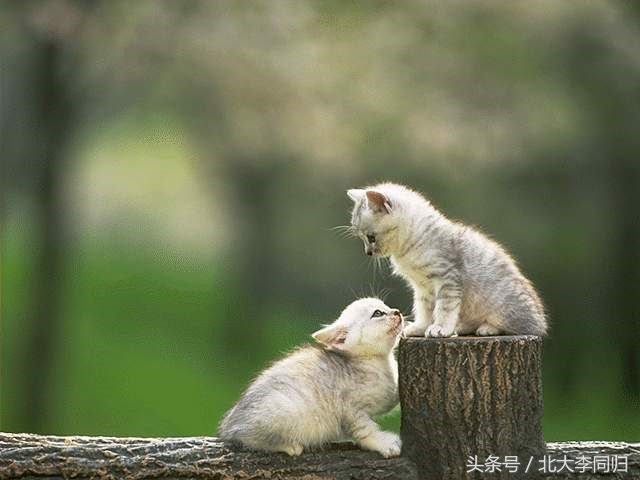 分析爱情的理论,爱情的极端理论