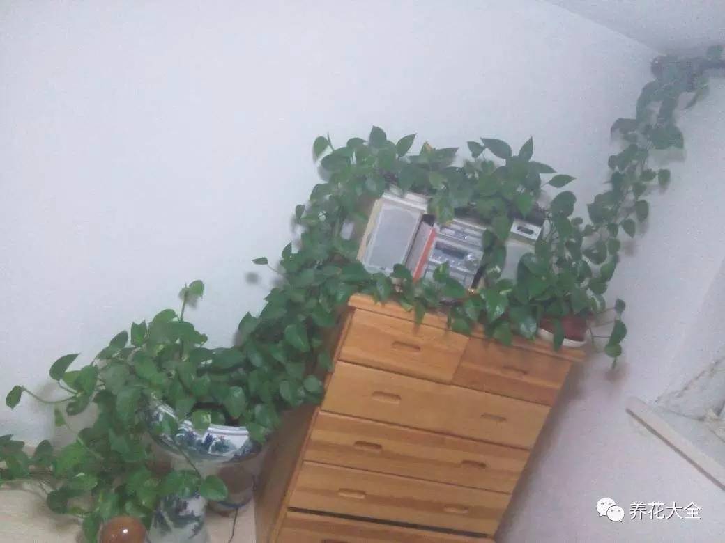 养花小技巧牡丹吊兰图解,绿萝吊兰怎么养成瀑布