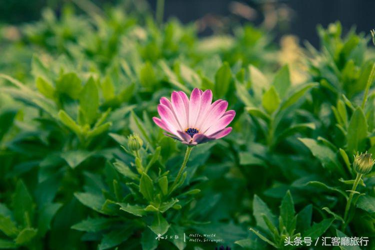 汇客厅2020,狮城新加坡旅游掠影