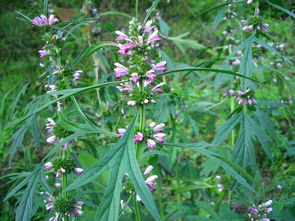 农村长在地里的中药,长在田埂上的中药