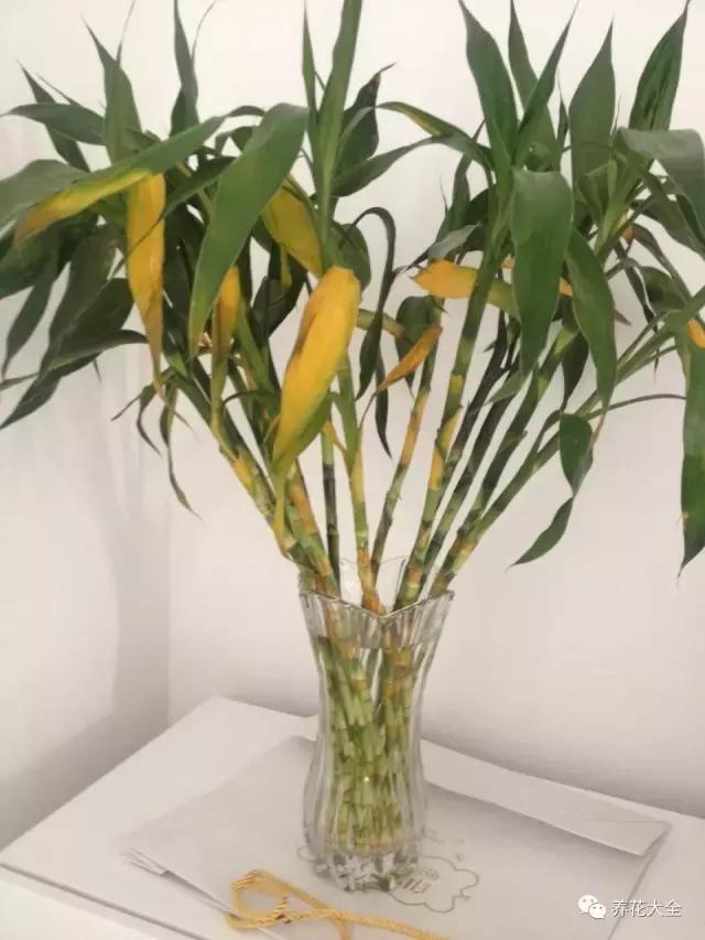 富贵竹叶子发黄有什么征兆,富贵竹叶子发黄发干怎么治