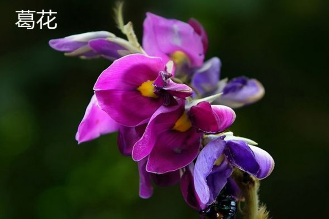 过年解油腻的菜,快过年了吃点什么好