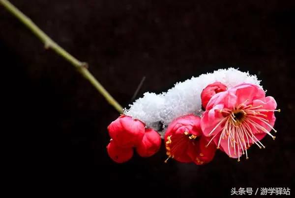 春联和我国各地年俗资料,2023年春节十一字最新新意春联