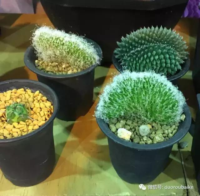 台湾寻肉之旅：小玲带你逛春节的台北花市！