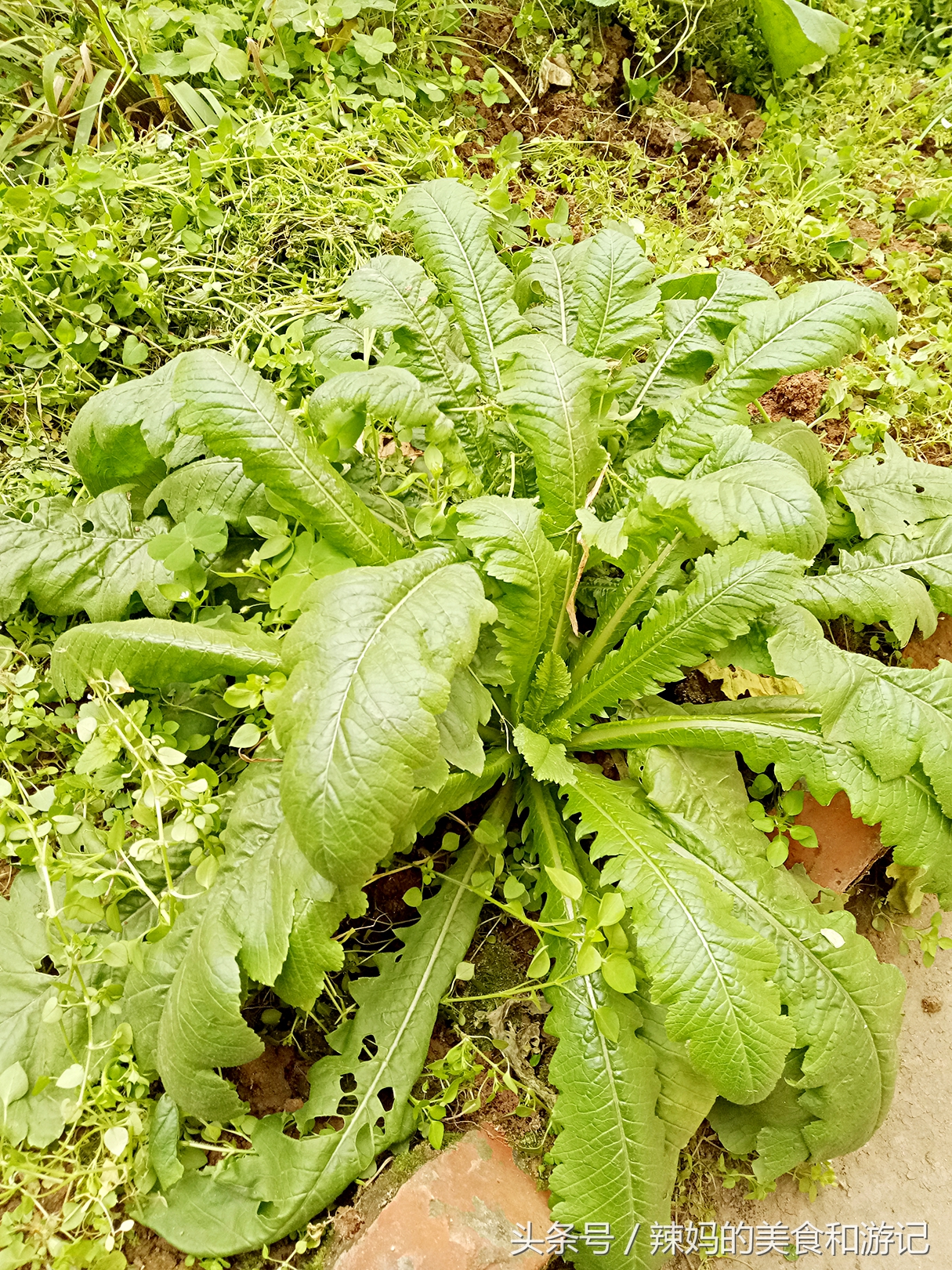 住一楼带花园的优缺点,住一楼带露台的房子真实感受