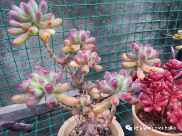 效果感人的多肉对比：终于等到你，还好我没放弃！