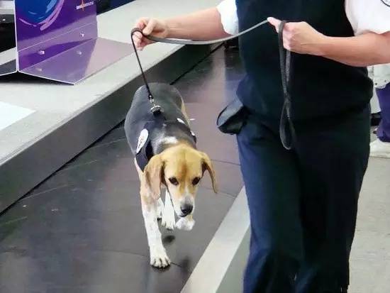 去澳洲可以带哪些食品,可以带什么土特产到澳洲