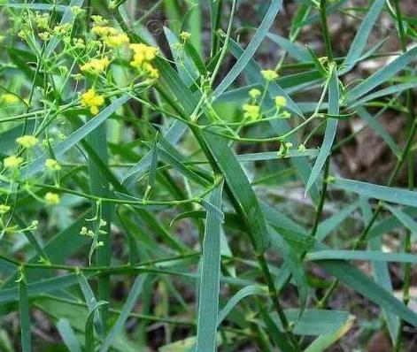 农村种植什么赚钱不愁销路安徽,农村种植什么果树好