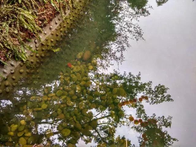 鑺辨捣閲嶇鏉ヨ,鑺辨捣鏉ヨ