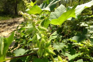农村长在地里的中药,长在田埂上的中药