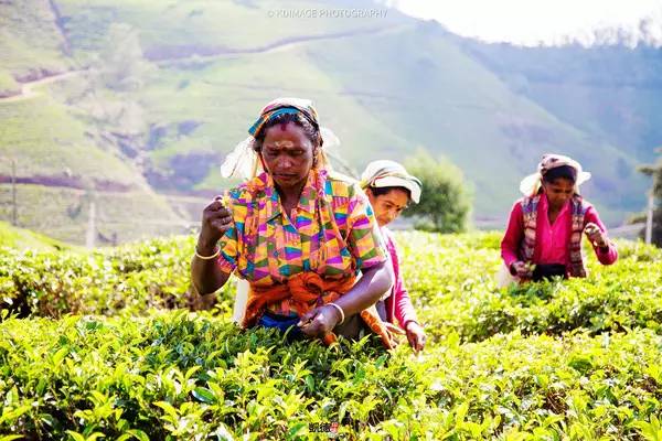 斯里兰卡十天自由行攻略,遇见斯里兰卡