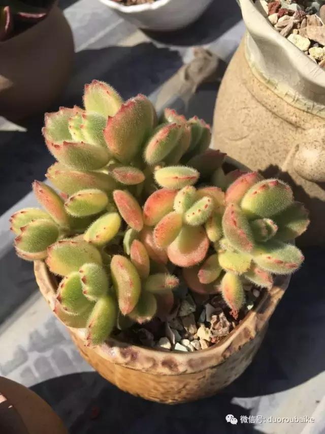 多肉是黯淡生活里的良药,多肉是解决烦恼和疲惫的良药