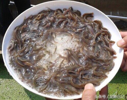 买泥鳅苗被骗,购买泥鳅苗