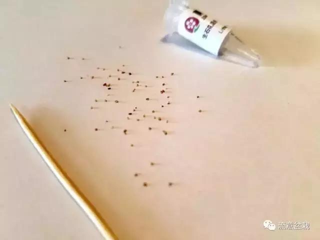 多肉盆里长杂草怎么办,多肉盆里长出的杂草