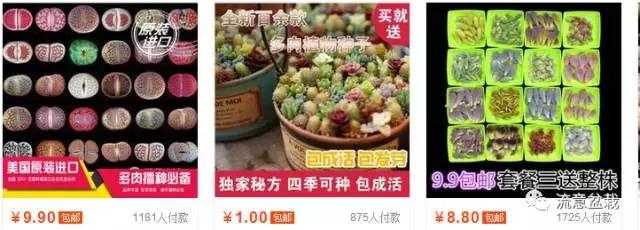 多肉盆里长杂草怎么办,多肉盆里长出的杂草