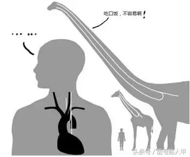 喉返神经的解剖视频,损伤喉上神经和喉返神经的区别