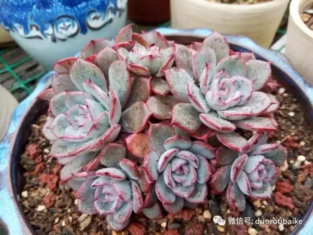 效果感人的多肉对比：终于等到你，还好我没放弃！