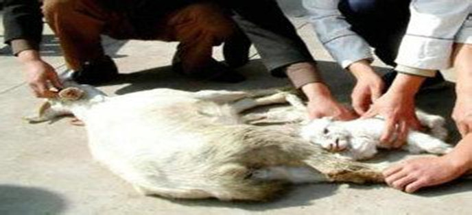 母羊被杀小羊找母亲,母羊被杀小羊下跪