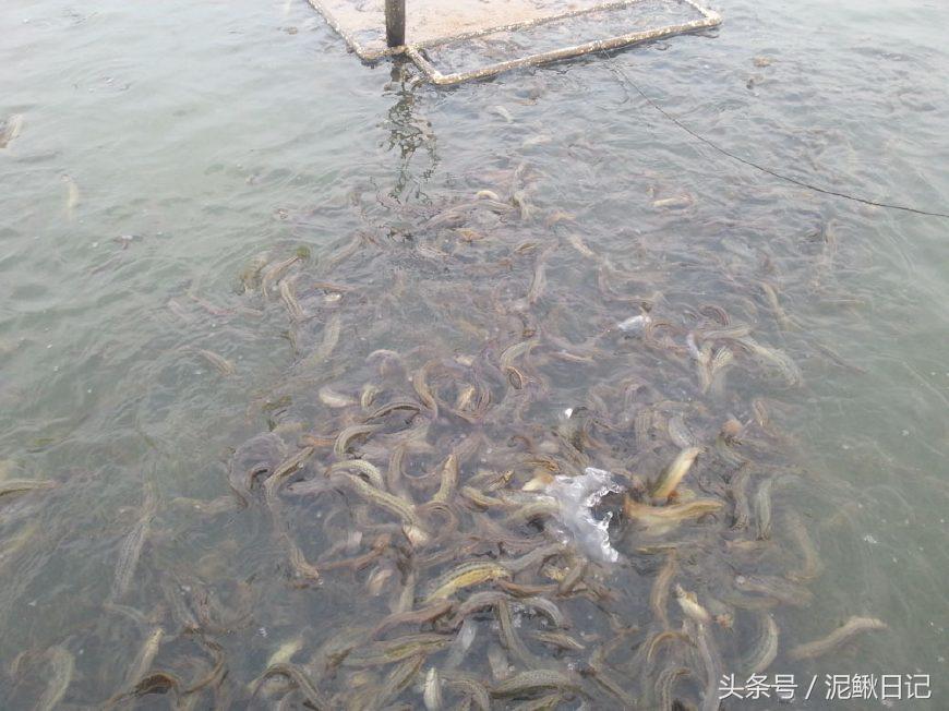 养泥鳅有什么猫腻,泥鳅养殖骗局大揭秘视频