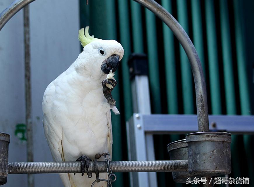 鹦鹉脚趾甲缺陷是怎么造成的,鹦鹉为什么要啄自己的脚指甲