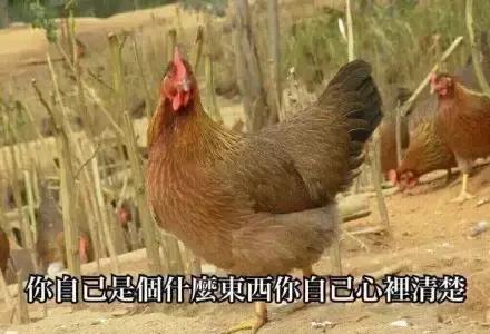 各大牌鸡年限定款,外国人对“鸡”有什么误会?