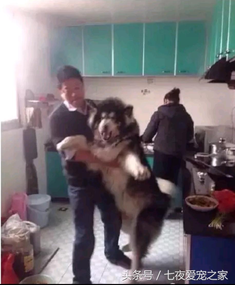 在厨房与狗爸发生撕扯大战,这是一只比哈士奇还倔的阿拉斯加!