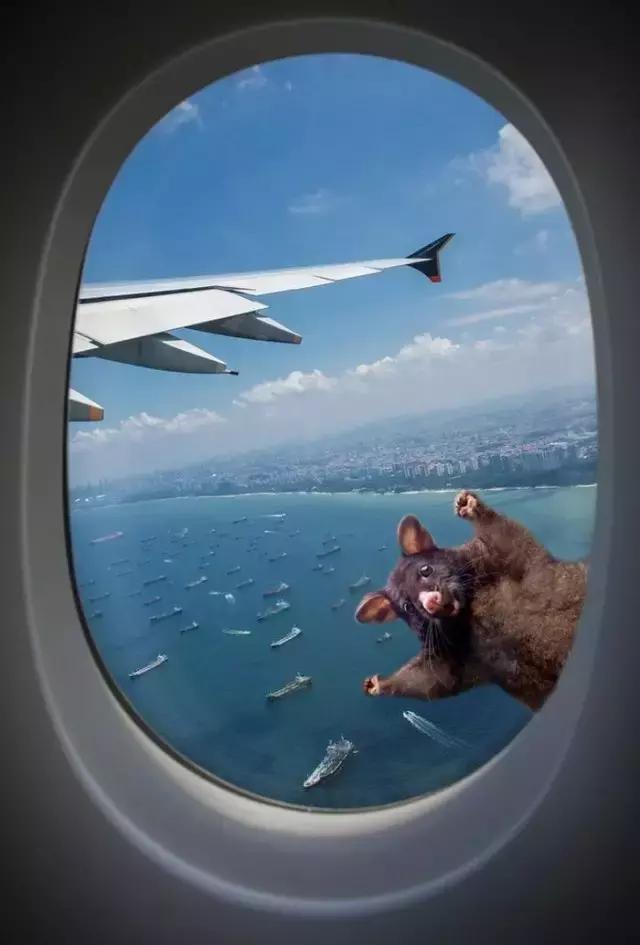 新西兰负鼠与蛇,新西兰负鼠是什么