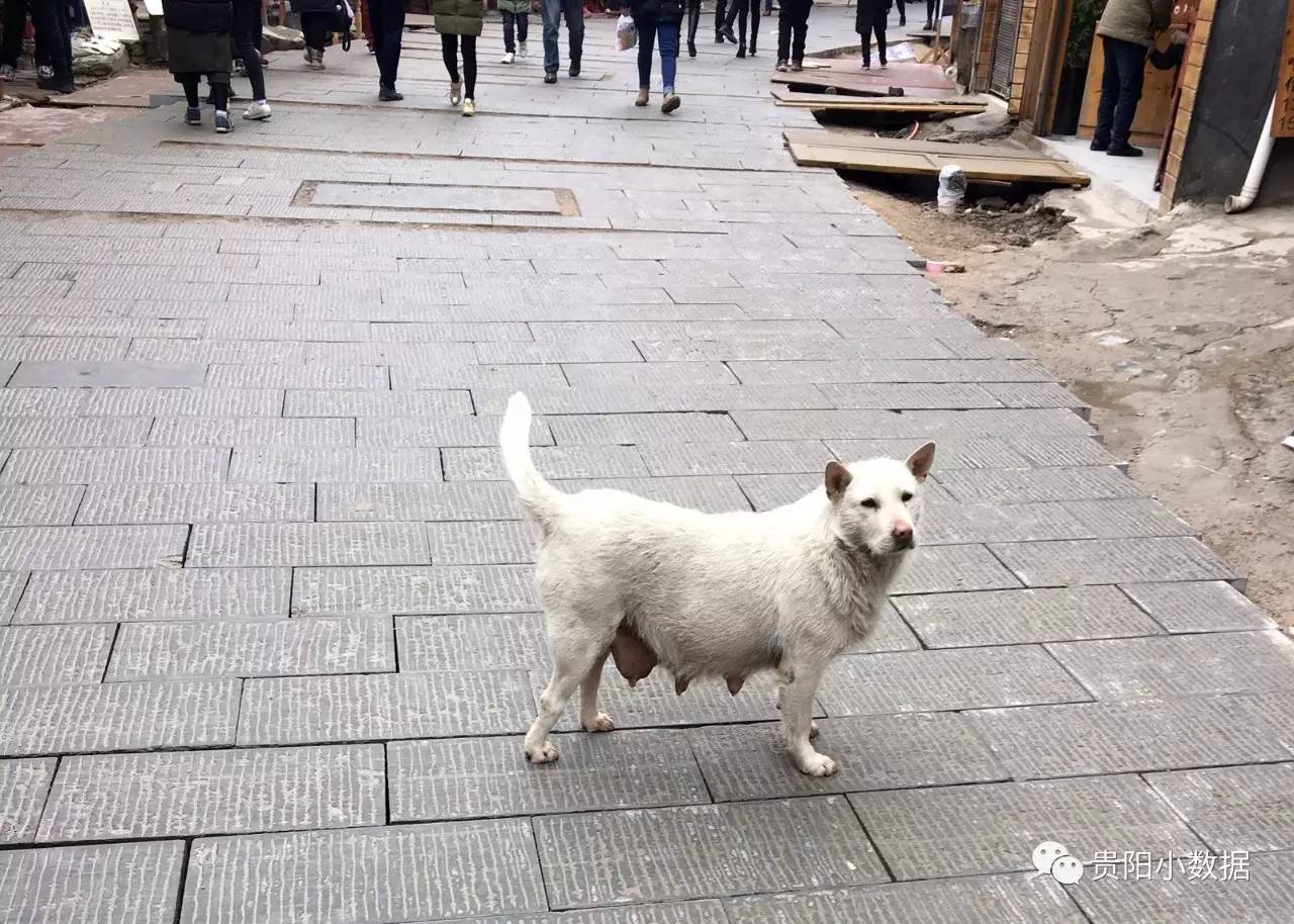 贵州西江千户苗寨四日游攻略图,贵州西江千户苗寨旅游线路