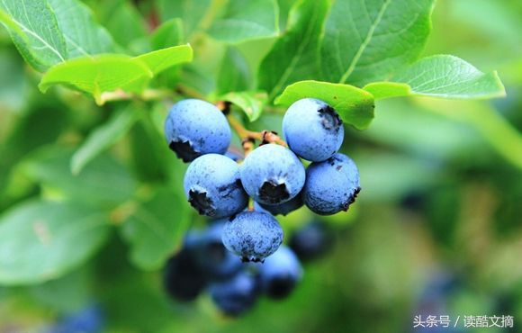 花青素的十大作用功效,每天补充100毫克花青素的好处