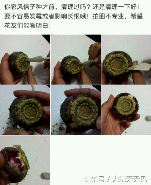 看完这些再决定要不要养猫吧,学会这几招还怕风信子养不活