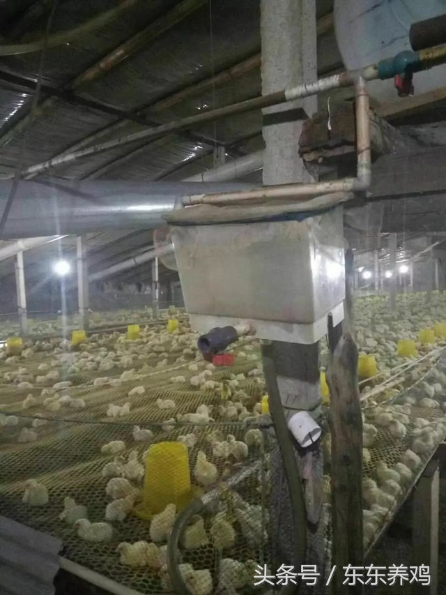 腺肌胃炎养鸡你遇到过吗,养鸡千万不要盲目跟风