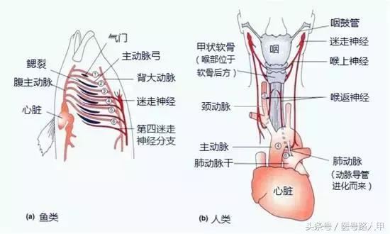 喉返神经的解剖视频,损伤喉上神经和喉返神经的区别