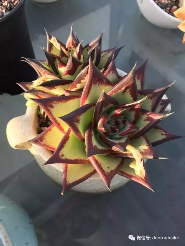 多肉是黯淡生活里的良药,多肉是解决烦恼和疲惫的良药