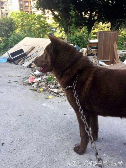 棕色中华田园犬长大的样子,深棕色中华田园犬