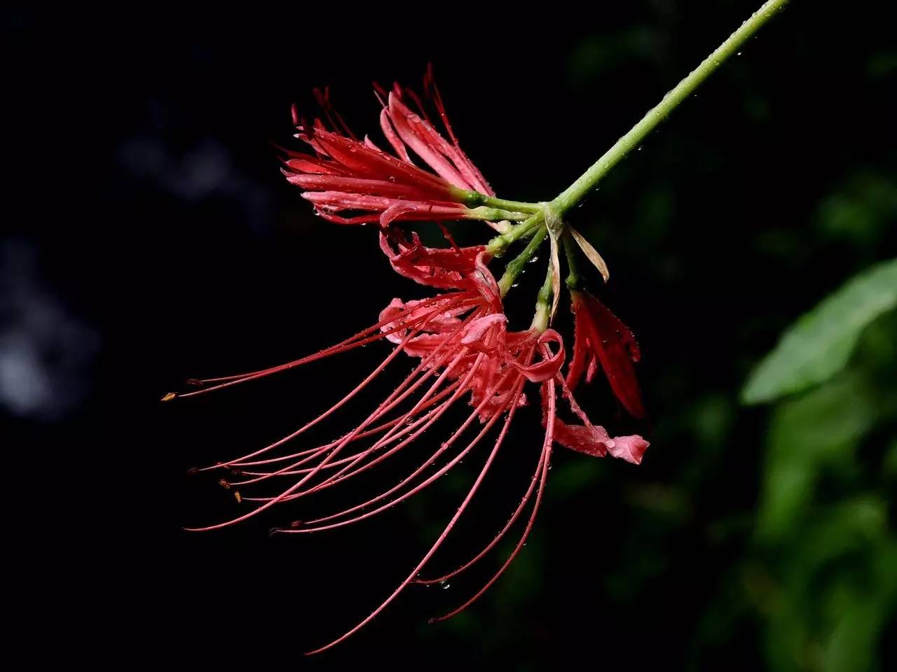 《本草》植物志之彼岸花：开一千年，落一千年，花叶不相见