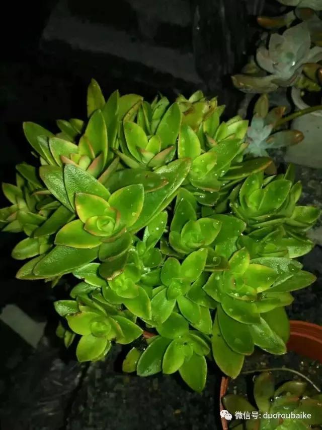 甯﹂潚鑻旂殑澶氳倝,澶氳倝闈掕嫈鍩瑰吇