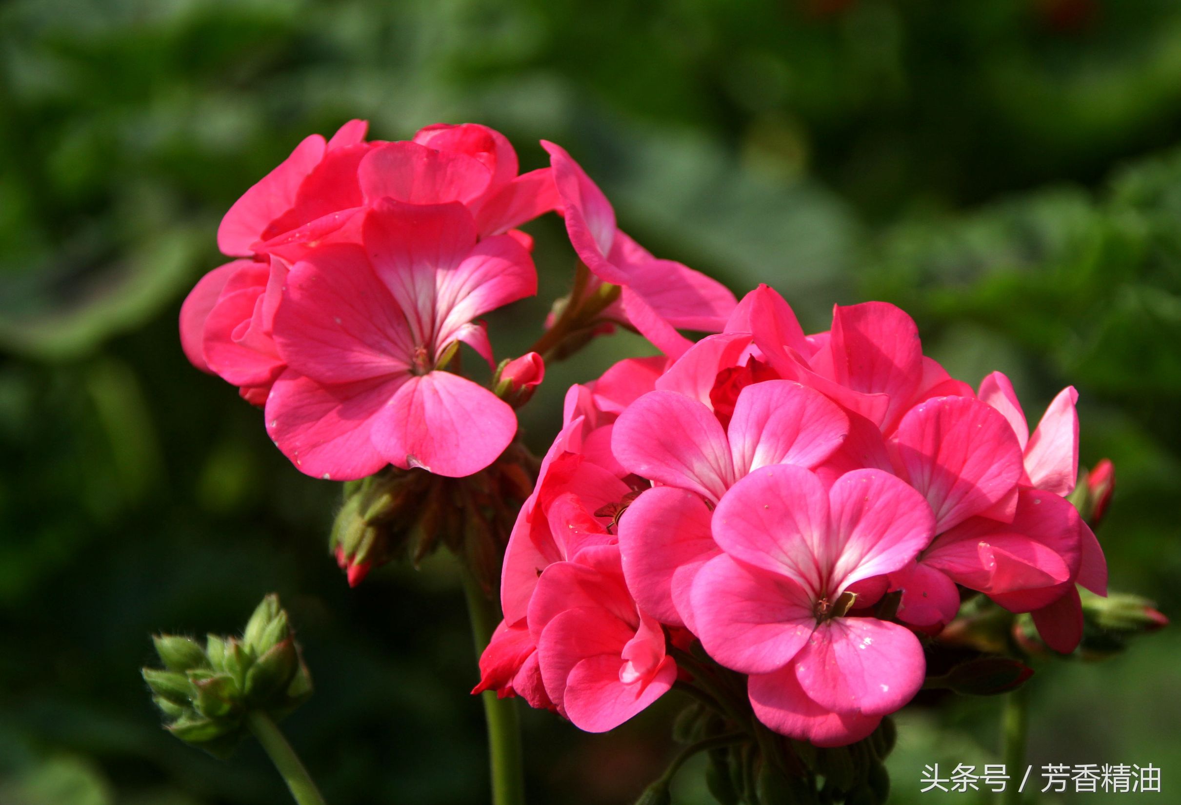 添加精油的护肤品的好处 (衣草精油对女性有什么好处)