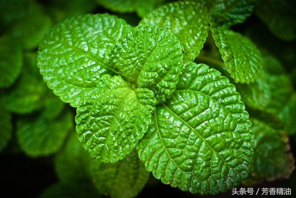 添加精油的护肤品的好处 (衣草精油对女性有什么好处)