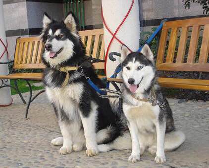 普遍的狗狗品种大全及图片,所有狗狗品种集合大全