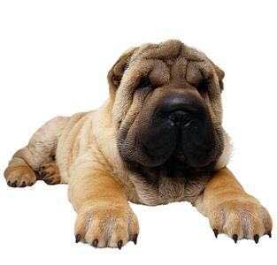 普遍的狗狗品种大全及图片,所有狗狗品种集合大全