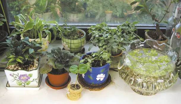 去澳洲可以带哪些食品,可以带什么土特产到澳洲