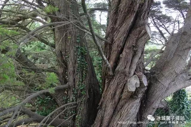 澳大利亚小镇都叫什么名字,澳大利亚蓝山为什么叫蓝山